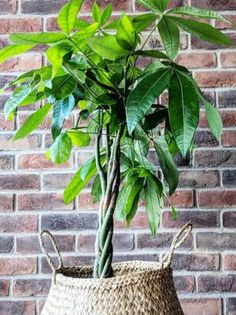 a plant in a woven basket against a brick wall