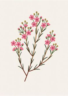 pink flowers with green stems on a white background