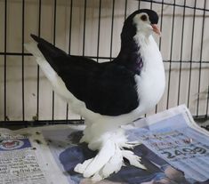 a black and white bird sitting on top of a newspaper next to a wire cage