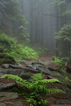 a trail in the woods with rocks and ferns