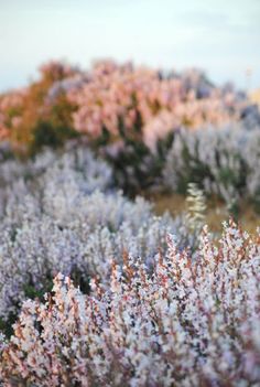 some very pretty flowers in the middle of a field with grass and trees behind them