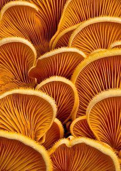 orange mushrooms are arranged in rows on the back cover of an iphone 4g case