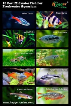 the different types of fish that can be found in aquariums and other aquatic creatures