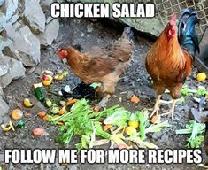 two chickens standing next to each other on the ground with food all over them and text that reads chicken salad follow me for more recipes