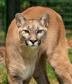 a close up of a mountain lion walking on grass