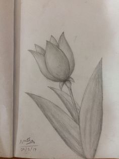 a pencil drawing of a flower on paper