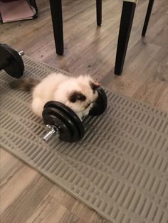 a cat laying on top of a rubber mat with a dumbbell in front of it