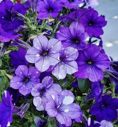 purple flowers with water droplets on them