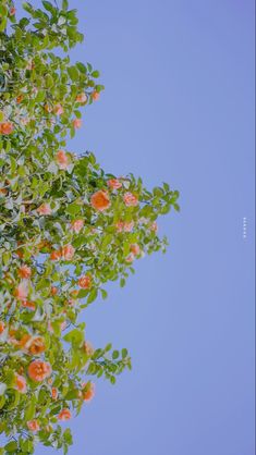 an orange tree with lots of fruit growing on it's branches and the sky in the background