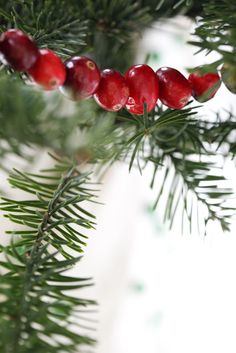 some red berries hanging from a pine tree