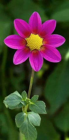 a pink flower with green leaves in the foreground and a yellow center on top