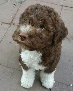 a brown and white puppy standing on top of a sidewalk