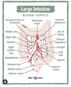 diagram of the large intestine blood supply