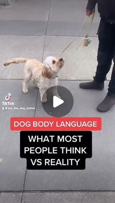 Dog Trainer, Body Language