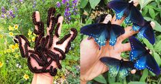 two hands with black and blue butterflies on them, one in the palm of someone's hand