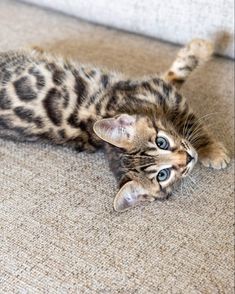 a small kitten laying on its back on the floor