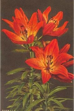 three orange flowers are in a vase with green leaves on the bottom and brown background