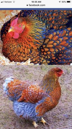 two different colored chickens standing next to each other