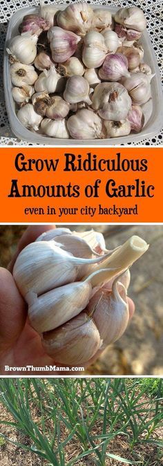 garlic growing in the garden with text overlay that reads grow ridiculous amounts of garlic even in your city backyard