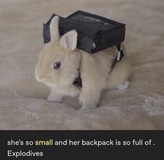 a small white rabbit with a black bag on its back and the caption says she's so small and her backpack is full of explosives