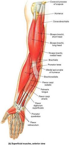 Muscle Identification Muscles Anatomy, Arm Anatomy, Anatomy Physiology, Yoga Anatomy