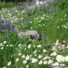 wildflowers and rock in the middle of a field with bluebells growing on it