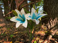 two white and blue flowers are in the middle of some leaves on the ground near a tree