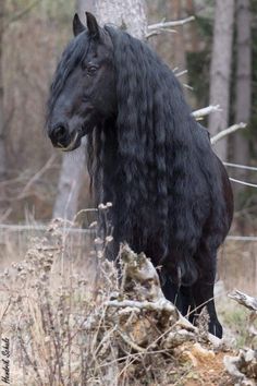 a black horse with long hair standing in the woods