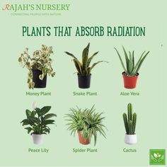 Oxygen Plants Plants That Absorb Radiation, Safe House Plants, Baby Fails, Types Of Cactus Plants, Air Cleaning Plants, Plant Care Houseplant, Healing Plants, Inside Plants, Growing Plants Indoors