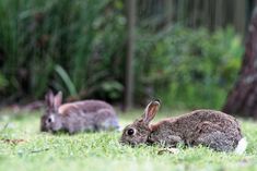 two rabbits are sitting in the grass