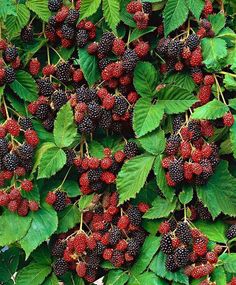 blackberries are growing on the tree with green leaves