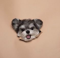 a small gray and white dog sticking its head out of a hole in the wall