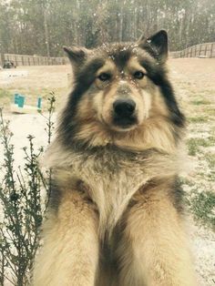 a dog standing on its hind legs in the snow with it's paws up