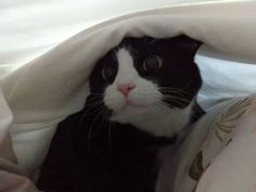 a black and white cat hiding under a blanket