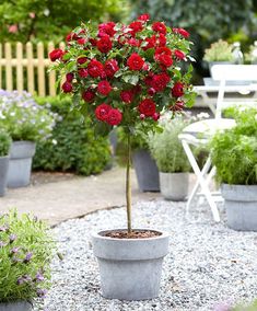 a potted plant with red flowers in it sitting on gravel next to other plants