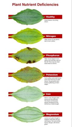 the different types of leaves that can be seen in this image are labeled with their names