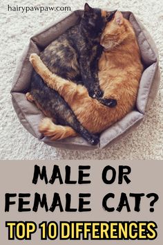 Let’s dive into the top 10 differences between male and female cats, covering everything from personality to health.  CLICK THE LINK TO LEARN MORE... Popular Cat Breeds, Animal Nutrition, Dog Supplements