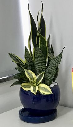 a blue potted plant sitting on top of a white counter next to a mirror