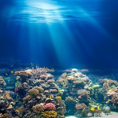 an underwater view of coral reef with sunbeams and blue sky in the background