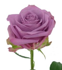 Cool Water #lavender #roses #rosaprima Vase Life: 13 -15 days Stem Length: 50 - 80 cm Roses Lavender, Lavender Roses, Purple Flowers, Garden Landscaping, Artificial Flowers, Landscaping, Tattoo Ideas, Wedding Flowers, Lavender