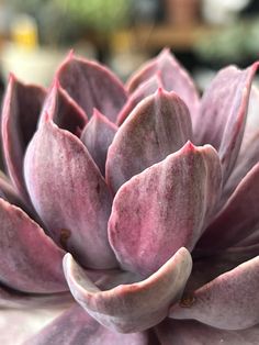 a close up view of a purple flower