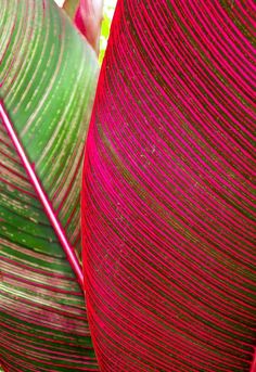 red and green leaves are shown in close up