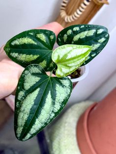 If you live in an area with cold weather, please purchase a heat pack with your order. Heat packs are available in our shop. Up for sale Piper sp.Borneo, rooted plant shown in the photos. SHOULD BE GROWN IN AN INCLOSED TERRARIUM/TERRARIUM LIKE CONDITIONS ONLY Please message with any questions you may have before placing your order. We do not offer the refunds. Shipping is by USPS Priority Mail. You can upgrade to Express at checkout. Will be shipped potted. Thanks for your interest in our plants. Plants Decor, Heat Pack, Plant Decor, Santa Monica, Terrarium, Priority Mail, Garden Plants, House Plants