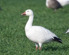 two white birds standing in the grass with other birds behind them and one bird looking at the ground