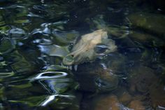 a leaf floating on top of water next to rocks and trees in the background with leaves all over it