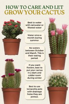 three potted cactus plants with the words how to care and let grow your cactus