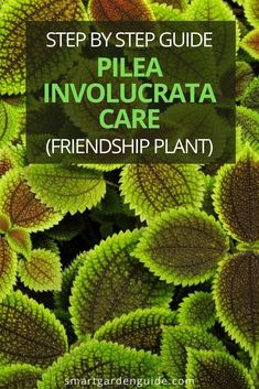 green leaves with the words, step by step guide to help involucrat care