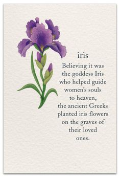 a purple flower with green leaves on it and the words, iris believing it was the goddess his who helped guide women's soul to heaven