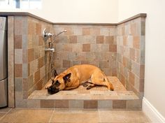 a dog is laying down in the shower