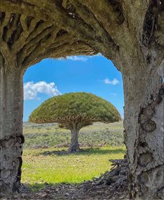 a large tree sitting in the middle of a lush green field